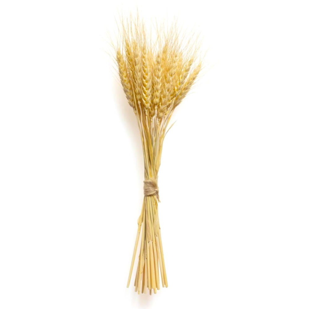 FALL BOHO DECOR Bunch Dried Wheat Natural Preserved Golden-beard Sustainable